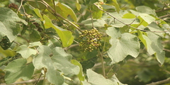 Ampelocissus tomentosa